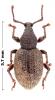 Otiorhynchus singularis